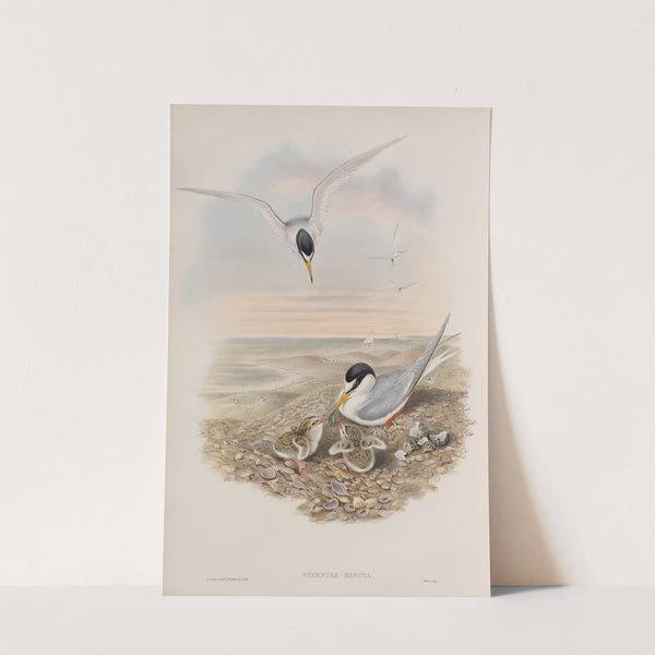 Sternula minuta. Little Tern. (1862-1873) by John Gould