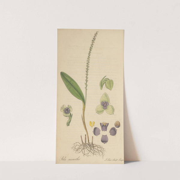 Stetis Micrantha by William Jackson Hooker