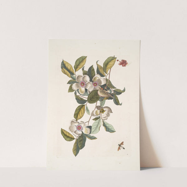 Steuartia; Regulus Cristatus; Vespa Ichneumon. by Mark Catesby