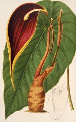 Steudnera colocasiœfolia