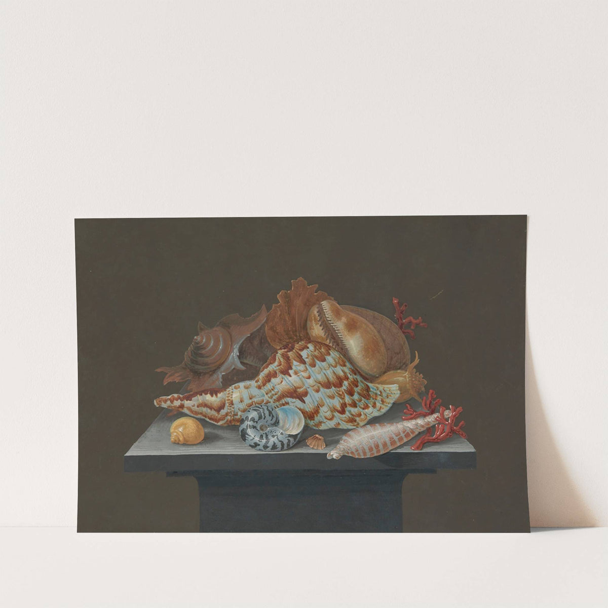 Still life with shells by Anonymous