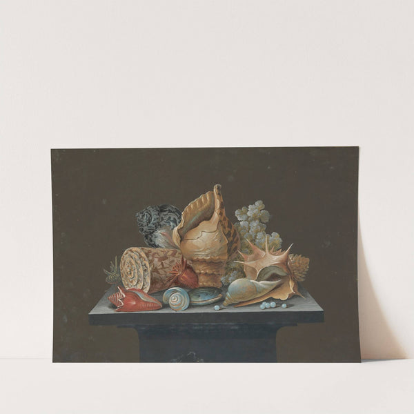 Still life with shells by Anonymous