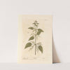 Stinging nettle by Elizabeth Blackwell