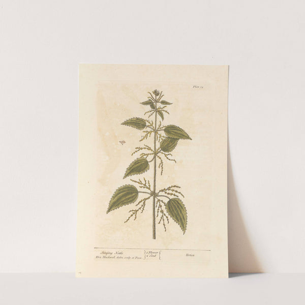 Stinging nettle by Elizabeth Blackwell