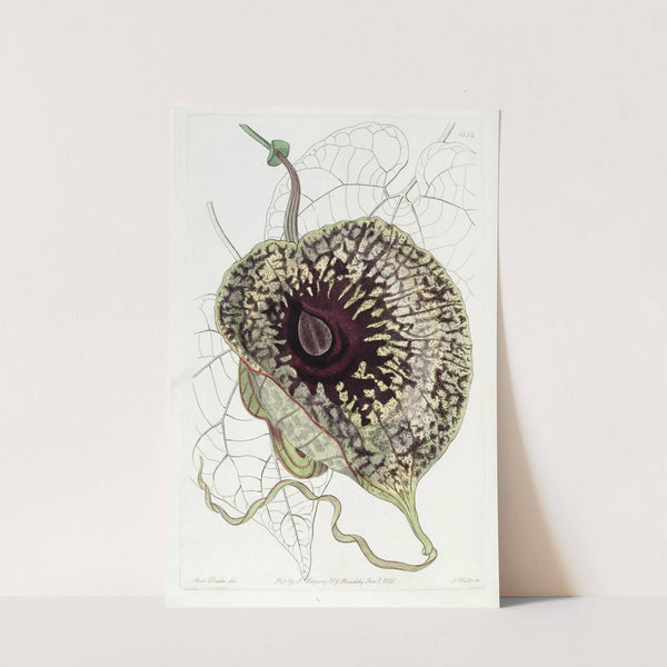 Stinking Birthwort by Sydenham Edwards