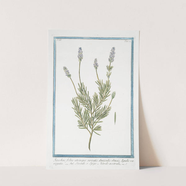 Stoechas foliis utrinque serratis, denticulis obtusis, ligulis variegatis - Stegade, e Spigo Nardo nostrale. (French Lavender) by Giorgio Bonelli