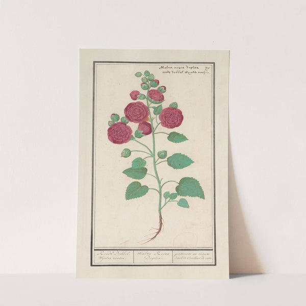 Stokroos (Alcea rosea) Roode Dobbel wijnter roosen. (1596-1610) by Anselmus Boëtius de Boodt