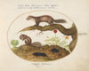 Stone Marten, Chipmunk, and Moles with a Marigold and Lettuce (1575-1590)