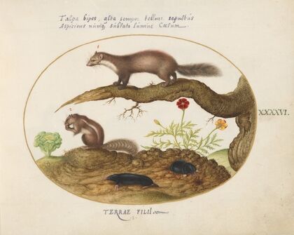 Stone Marten, Chipmunk, and Moles with a Marigold and Lettuce (1575-1590)