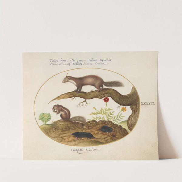 Stone Marten, Chipmunk, and Moles with a Marigold and Lettuce (1575-1590) by Joris Hoefnagel