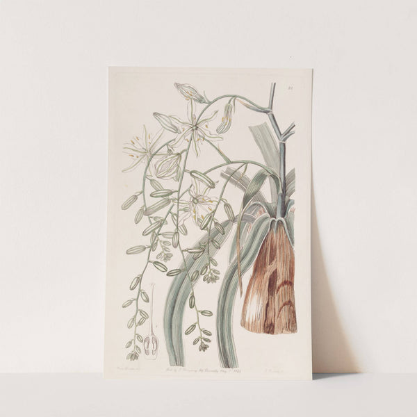 Straggling Star of Bethlehem by Sydenham Edwards