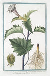 Stramonium, fructu spinoso, rotundo, flore violaceo simplici – Stramonio – Pomme epineuse. (Spiked fruit or Thornapple)