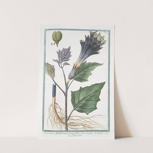 Stramonium Malabaricum, fructu glabro, flore duplici, et triplici - L'endormie. (Thornapple) by Giorgio Bonelli