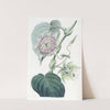 Strapped Passion-flower by Sydenham Edwards