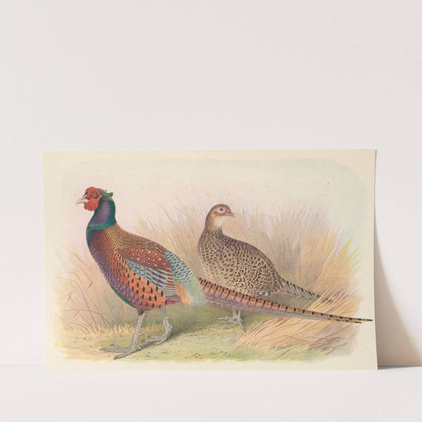 Strauch's Pheasant by Henry Jones