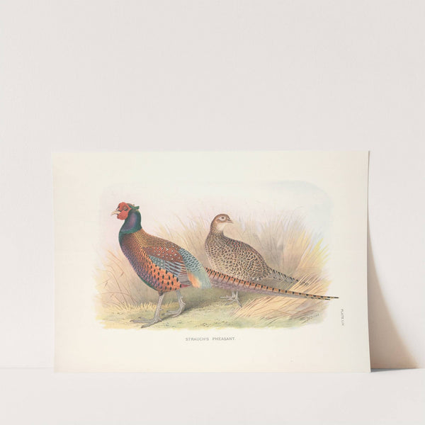 Strauch’s Pheasant (Phasianus colchicus strauchi). (1918-1922) by Henry Jones