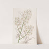Straw-coloured Oncidium by Sydenham Edwards