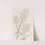 Straw-coloured Oncidium by Sydenham Edwards