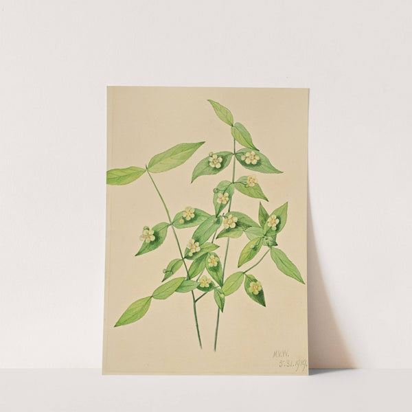 Strawberry Bush (Euonymus americanus) (1919) by Mary Vaux Walcott