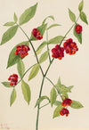 Strawberry Bush-‘Hearts Bustin’ with Love’ (Euonymus Americanus) (1930)