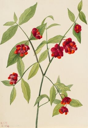 Strawberry Bush-‘Hearts Bustin’ with Love’ (Euonymus Americanus) (1930)
