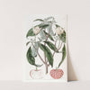 Strawberry-fruited Benthamia by Sydenham Edwards