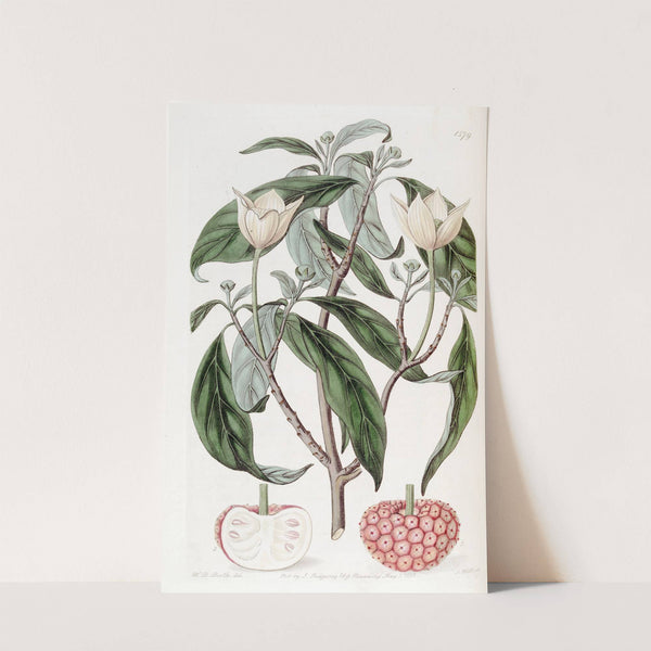 Strawberry-fruited Benthamia by Sydenham Edwards