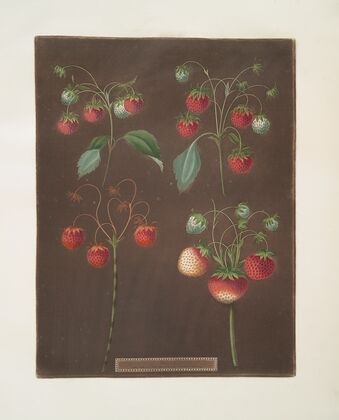 Strawberry varieties; Early scarlet -Late scarlet -Golden-drop – Pine. (1812) — size preview