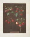 Strawberry varieties; Early scarlet -Late scarlet -Golden-drop – Pine. (1812)