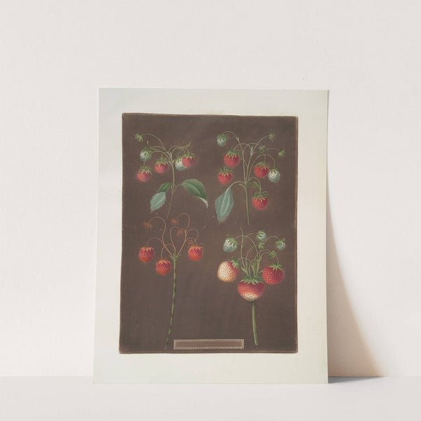 Strawberry varieties; Early scarlet -Late scarlet -Golden-drop – Pine. (1812) by George Brookshaw