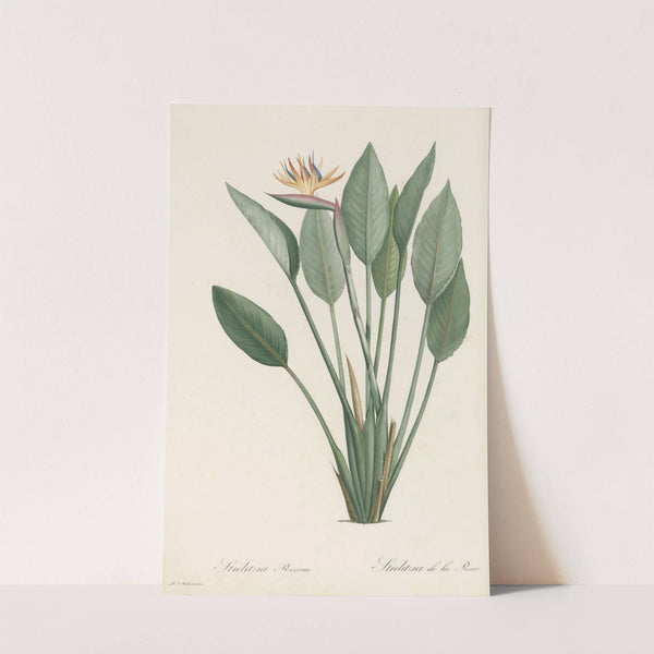 Strelitzia Reginae (1802-1816) by Pierre Joseph Redouté