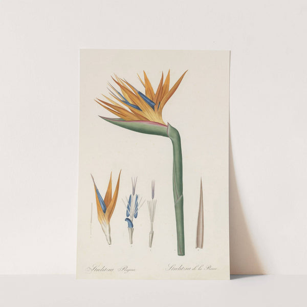 Strelitzia Reginae (1802-1816) by Pierre Joseph Redouté