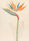 Strelitzia Reginae