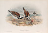 Strepsilas interpres. Turnstone (1862-1873)