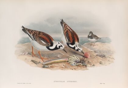 Strepsilas interpres. Turnstone (1862-1873)