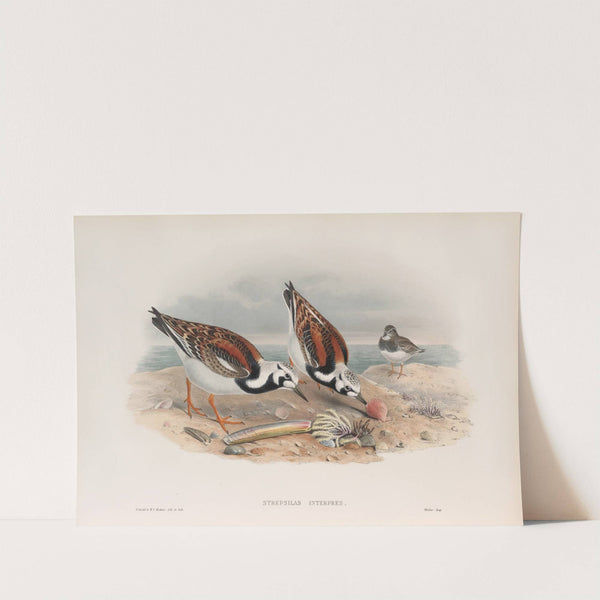 Strepsilas interpres. Turnstone (1862-1873) by John Gould