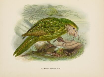 Stringops habroptilus