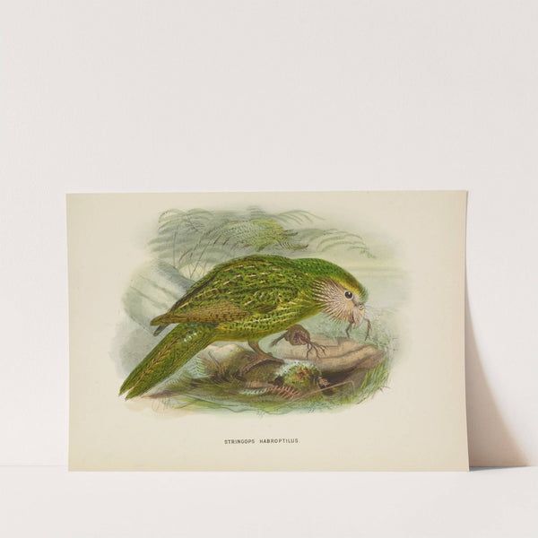 Stringops habroptilus by John Gerrard Keulemans