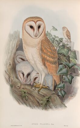 Strix flammea. Barn-Owl. (1862-1873)