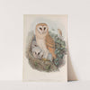 Strix flammea. Barn-Owl. (1862-1873) by John Gould