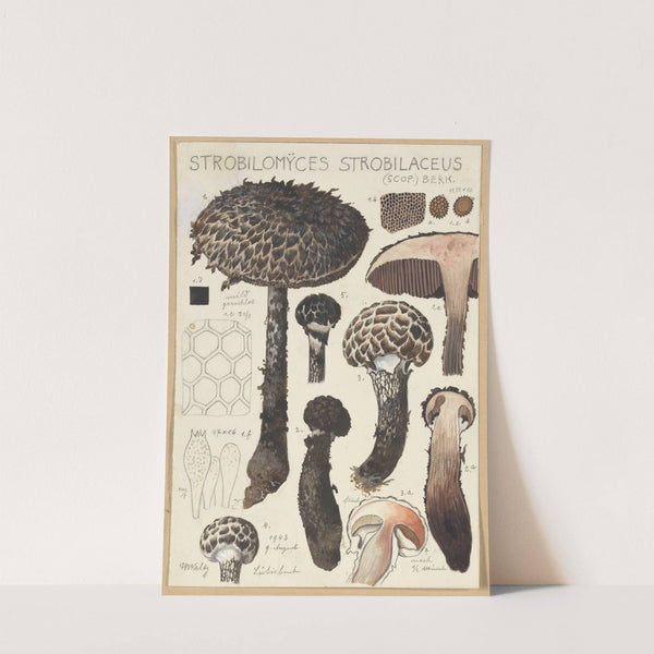 Strobilomyces strobilaceus (Scop.) Berk. (1915-1945) by Hans Walty