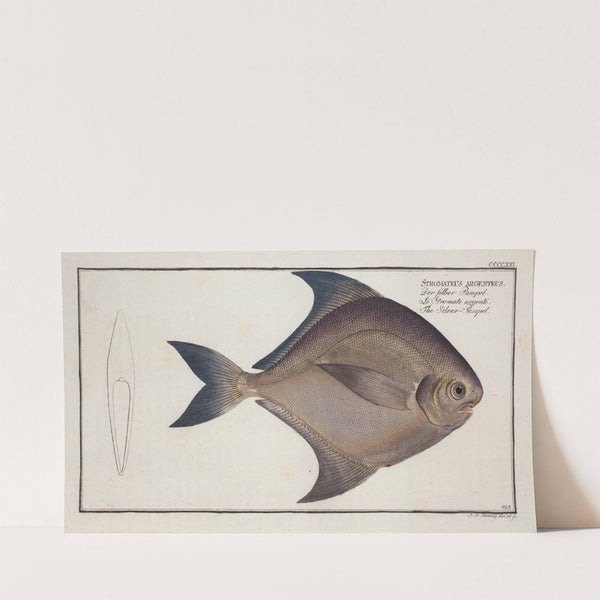 Stromateus argenteus, The Silver-Pampel. (1785-1797) by Marcus Elieser Bloch
