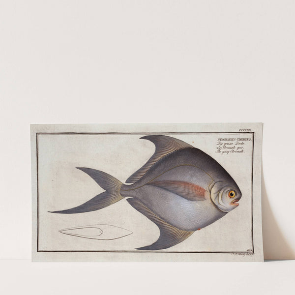 Stromateus cinereus, The gray Stromate. (1785-1797) by Marcus Elieser Bloch