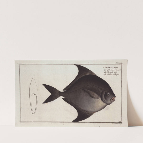 Stromateus niger, The Black-Pampel. (1785-1797) by Marcus Elieser Bloch