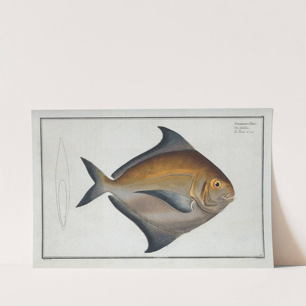 Stromateus Paru. by Marcus Elieser Bloch