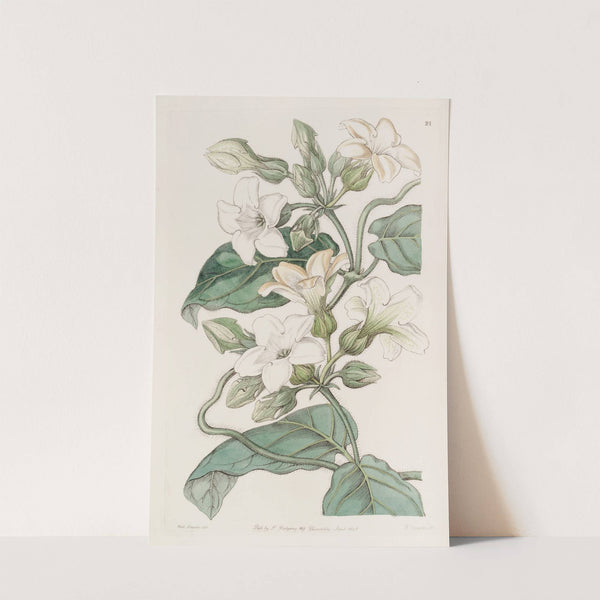 Strong-scented Schubertia by Sydenham Edwards