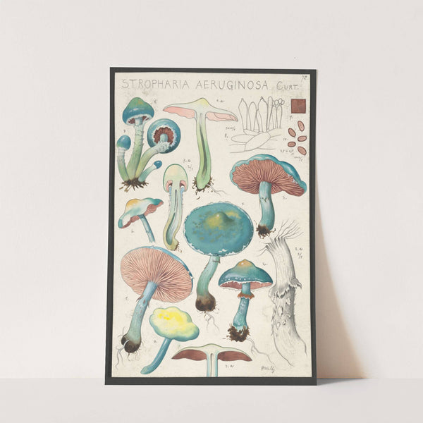 Stropharia aeruginosa Curt. (1915-1945) by Hans Walty