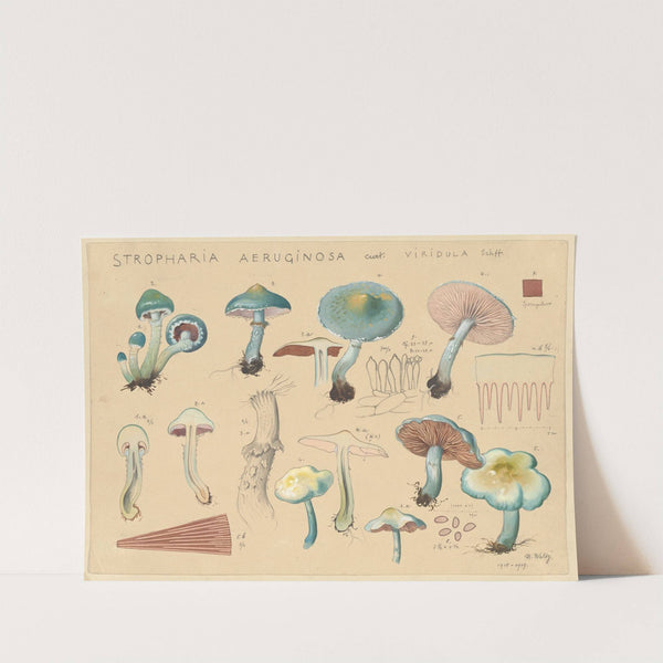 Stropharia aeruginosa Curt. viridula Schff. (1915-1945) by Hans Walty