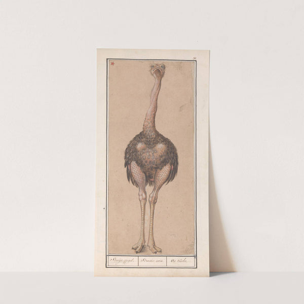 Struisvogel (Struthio camelus) Struijs-vogel. Strutio avis. Oie trûche (1596-1610) by Anselmus Boëtius de Boodt