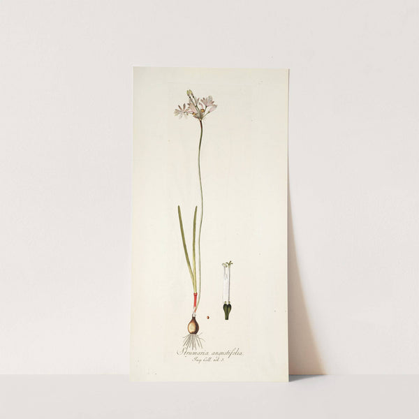 Strumaria angustifolia by Nikolaus Joseph Freiherr von Jacquin